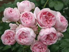 roza-parkowa-rozowa-cinderella-sadzonka-p11-pachnaca-roza