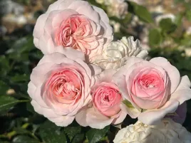 roza-okrywowa-rozowa-larissa-sadzonka-w-doniczce-p11