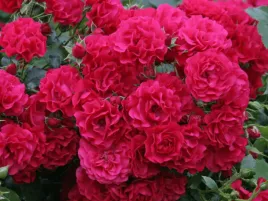 roza-okrywowa-gartnerfreude-sadzonka-p11-rozowa-czerwona-roza