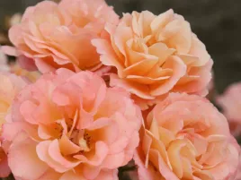 roza-okrywowa-pomaranczowa-cubana-sadzonka-p11-morelowa-roza