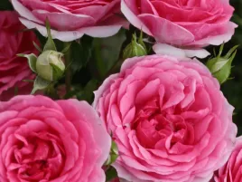 roza-okrywowa-rozowa-amica-sadzonka-p11