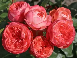 roza-miniaturowa-pompeji-sadzonka-p11-piekna-roza-czerwona-pomaranczowa