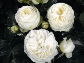 roza-wielkokwiatowa-biala-wedding-piano-sadzonka-w-doniczce-p11-kremowo-bia