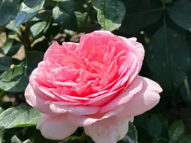 roza-wielkokwiatowa-rozowa-voyage-sadzonka-p11delikatne-kwiaty