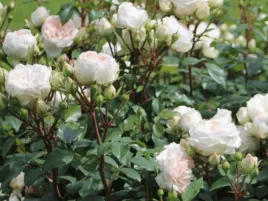 roza-rabatowa-biala-stephanie-baronin-zu-guttenberg-sadzonka-p11