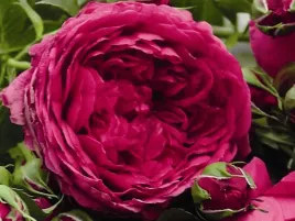 roza-parkowa-soul-sadzonka-w-doniczce-p11-purpurowa-roza-o-pieknym-zapachu