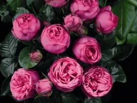 roza-wielkokwiatowa-rozowa-pink-pian-sadzonka-w-doniczce-p11