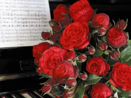 roza-wielkokwiatowa-czerwona-piano-sadzonka-w-doniczce-p11