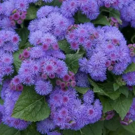zeniszek-meksykanski-niebieski-ageratum-houstonianum-500-nasion