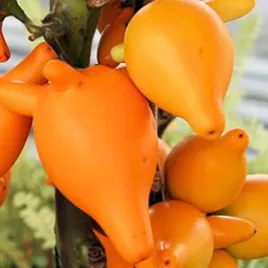 psianka-sutkowata-jablko-sodomy-solanum-mammosum-niezwykle-owoce-5-nasion