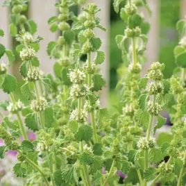 szanta-zwyczajna-do-leczenia-zapalenia-gardla-marrubinm-vulgare-100-nasion