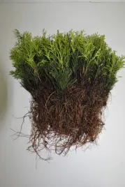 tuja-szmaragd-sadzonki-komplet-100szt-1zl-szt-zywotnik-zachodni