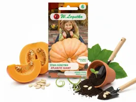 legutko-nasiona-dynia-olbrzymia-atlantic-giant-do-marynowania-witamina-b-c