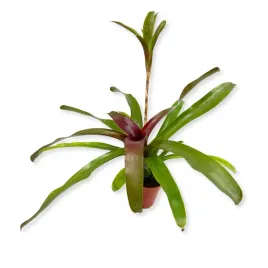 neoregelia-schultessiana-zywa-roslina-do-terrarium