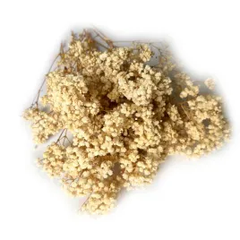 gipsowka-stabilizowana-or-100-g-or-kremowa-or-premium