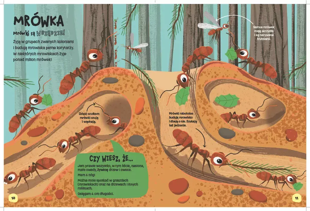 swiat-robali-stan-nowy