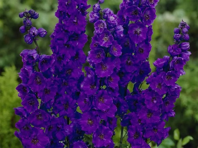 ostrozka-trwala-nasiona
