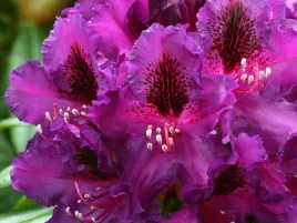 rozanecznik-mogambo-c5