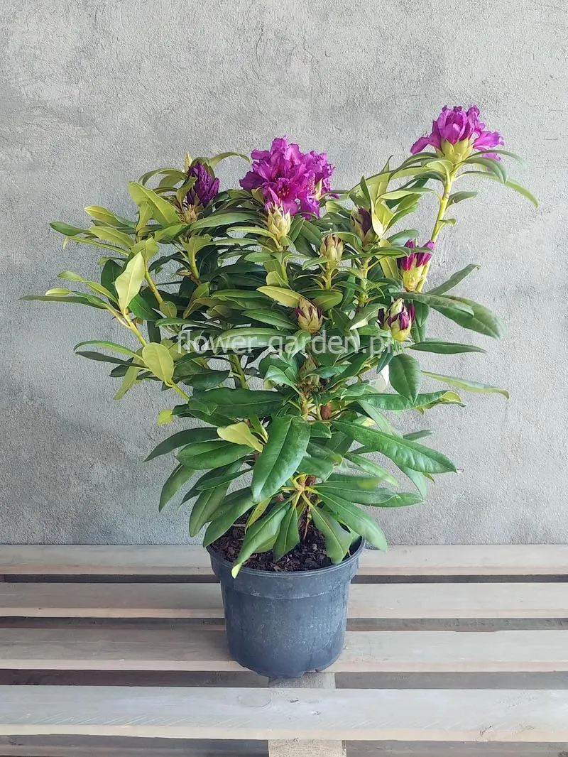 rozanecznik-mogambo-c5-kolor-kwiatow-fioletowe