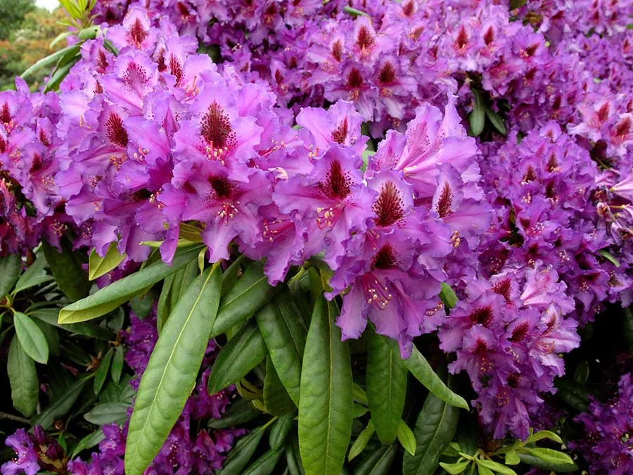 rozanecznik-mogambo-c5-kolor-kwiatow-fioletowe