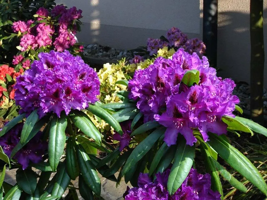 rozanecznik-mogambo-c5