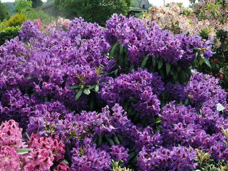 rozanecznik-mogambo-c5-nazwa-lacinska-rhododendron