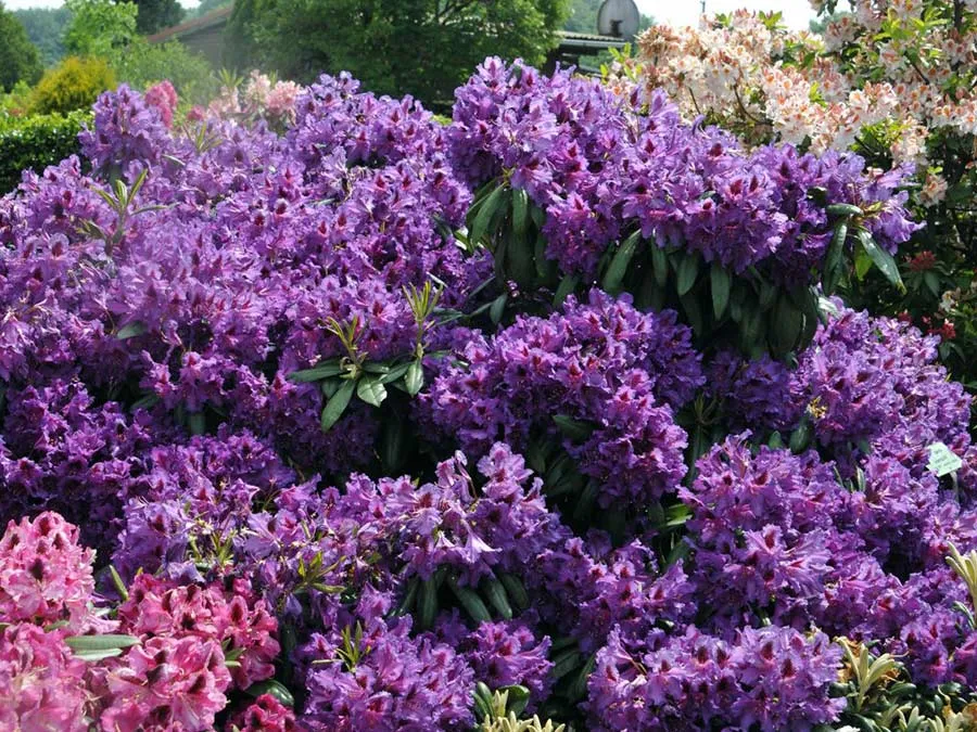 rozanecznik-mogambo-c5