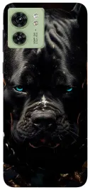 etui-case-do-motorola-edge-40-wilki-dzikie-psy-tygrysy