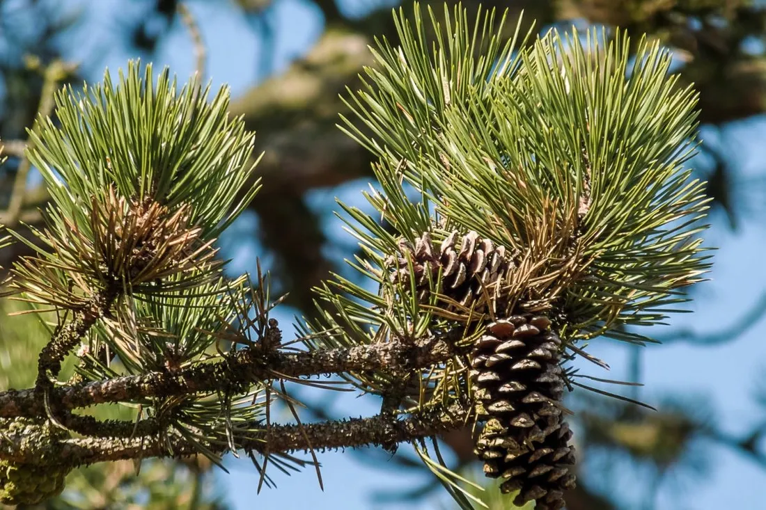 nawoz-przeciw-brazowieniu-igiel-5kg-do-iglakow-siarczan-magnezu-granulowany