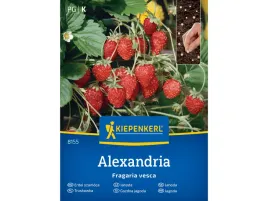 truskawka-alexandria-nasiona-truskawki-kiepenkerl