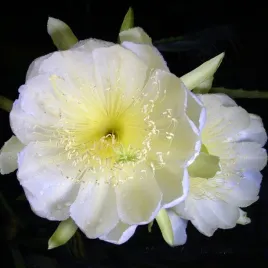 kaktus-zolta-pitaja-smoczy-owoc-25-cm-kwiaty-hylocereus-megalanthus