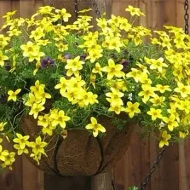 uczep-zlocisty-zloty-deszcz-na-tarasie-bidens-aurea-nasiona-100-sztuk