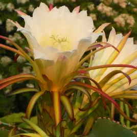 kaktus-czerwona-pitaja-red-smczy-owoc-hylocereus-costaricensis-nasiona