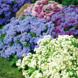 zeniszek-meksykanski-mix-kolorow-ageratum-houstonianum-500-nasion