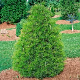 sosnica-japonska-sciadopitys-verticillata-mrozoodporna-5-nasion