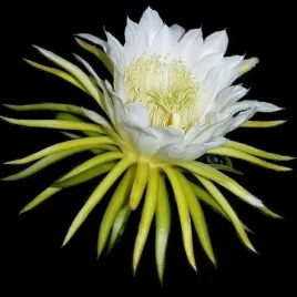 kaktus-czerwona-pitaja-smoczy-owoc-hylocereus-undatus-nasiona-20-sztuk