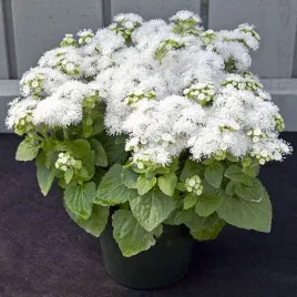 zeniszek-meksykanski-bialy-ageratum-houstonianum-alba-500-nasion