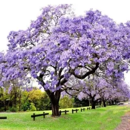 drzewo-tlenowe-paulownia-omszona-3-m-przyrosty-rocznie-nasiona-100-sztuk