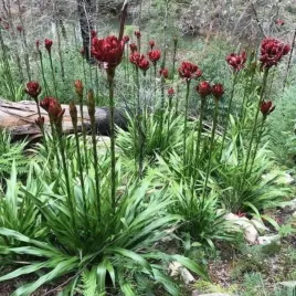 rzadka-lilia-ognista-doryanthes-excelsa-gatunek-kolekcjonerski-3-nasiona