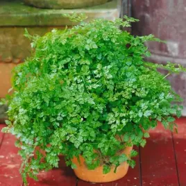 pyszna-i-zdrowa-trybula-ogrodowa-anthriscus-commun-ziolo-360-nasion