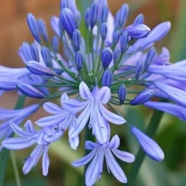 lilia-afrykanska-niebieska-agapanthus-praecox-blue-do-ogrodu-5-nasion