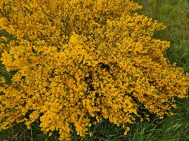 zarnowiec-miotlasty-o-malych-wymaganiach-30-nasion-cytisus-scoparius