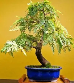 grevillea-robusta-szybko-rosnace-australijskie-drzewo-na-na-bonsai-5-nasion