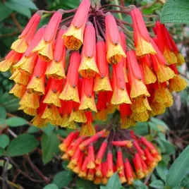 lilia-zwisajaca-bomarea-multiflora-2-nasiona-gatunek-kolekcjonerski