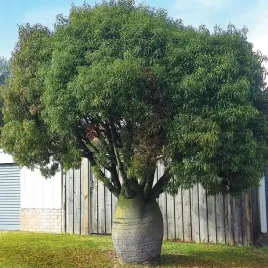 drzewo-butelkowe-brachychiton-rupestris-2-nasiona-szybko-rosnie-do-domu