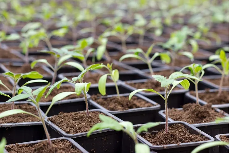 250x-doniczka-produkcyjna-doniczki-do-rozsad-wysiewu-sadzonki-250szt-stan-opakowania-oryginalne