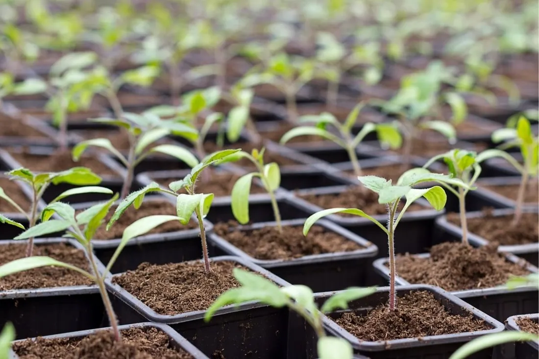 250x-doniczka-produkcyjna-doniczki-do-rozsad-wysiewu-sadzonki-250szt