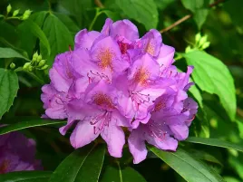 rozanecznik-karl-neue-c5