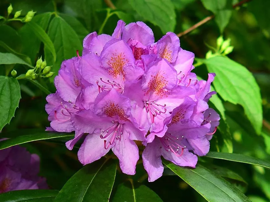 rozanecznik-karl-neue-c5