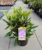 rozanecznik-karl-neue-c5-rodzaj-rosliny-rozaneczniki-i-azalie